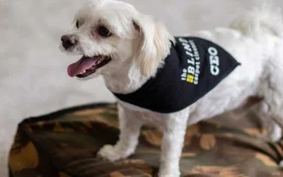 Pet Stain and Odour Removal Abbotsford, BC